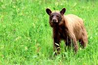 Black Bear