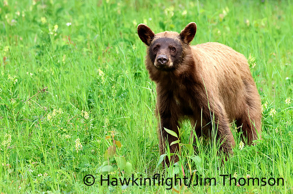 Black Bear