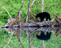 Black Bear