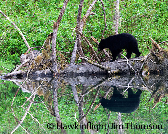 Black Bear