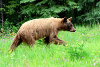 Black Bear
