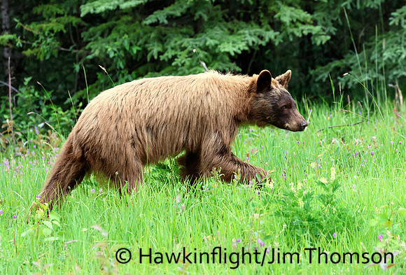 Black Bear