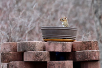 Eastern Chipmunk