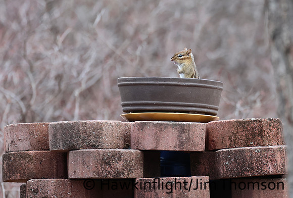 Eastern Chipmunk