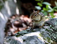 Eastern Chipmunk