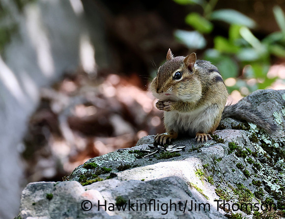 Eastern Chipmunk
