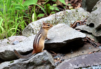 Eastern Chipmunk