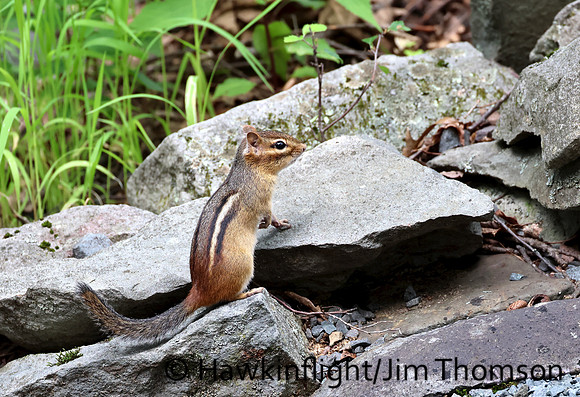 Eastern Chipmunk