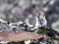 Collared Pika