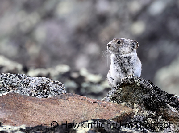 Collared Pika