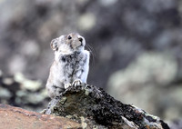 Collared Pika