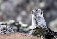 Collared Pika