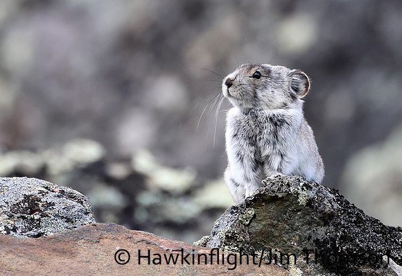 Collared Pika