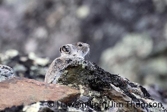 Collared Pika