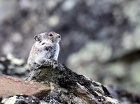 Collared Pika