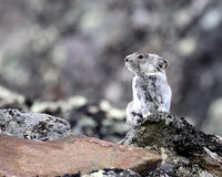 Collared Pika
