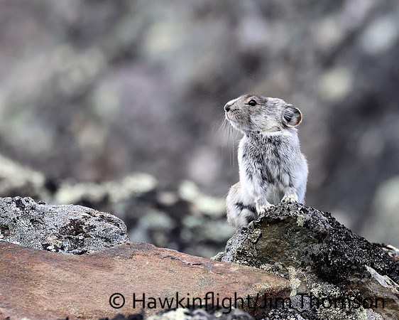 Collared Pika