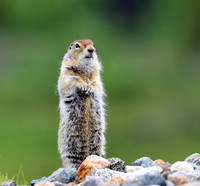 Arctic Ground Squirrel