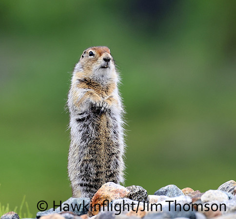 Arctic Ground Squirrel
