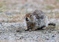 Arctic Ground Squirrel