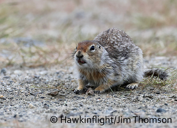 Arctic Ground Squirrel