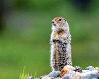 Arctic Ground Squirrel