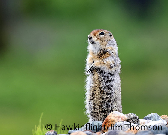 Arctic Ground Squirrel