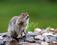 Arctic Ground Squirrel
