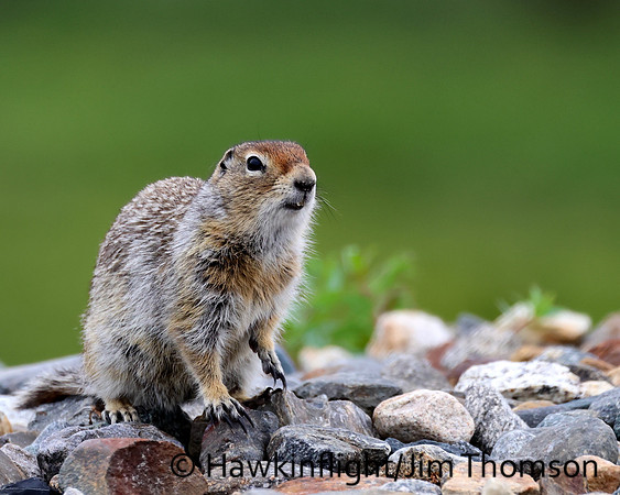 Arctic Ground Squirrel