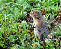 Arctic Ground Squirrel