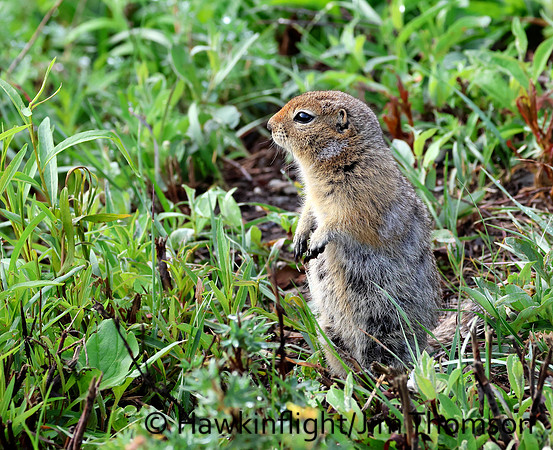 Arctic Ground Squirrel