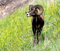 Bighorn Sheep