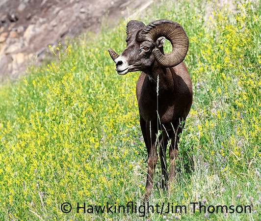 Bighorn Sheep