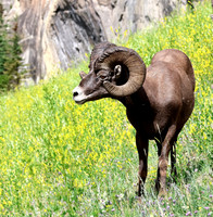 Bighorn Sheep