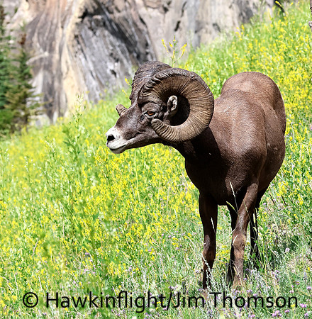 Bighorn Sheep
