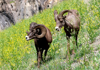 Bighorn Sheep