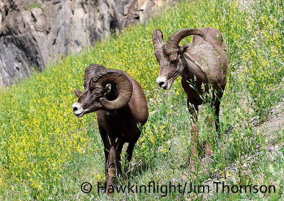 Bighorn Sheep
