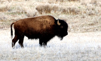 Bison