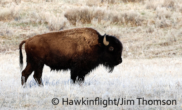 Bison