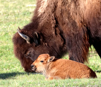 Bison