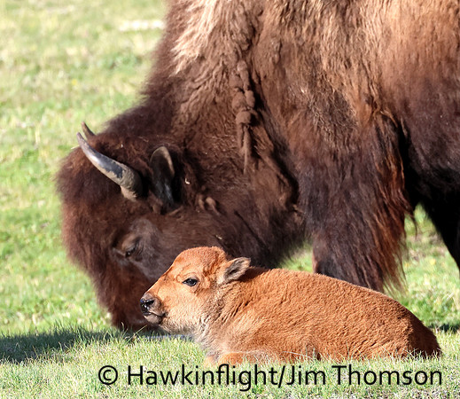 Bison