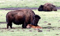 Bison