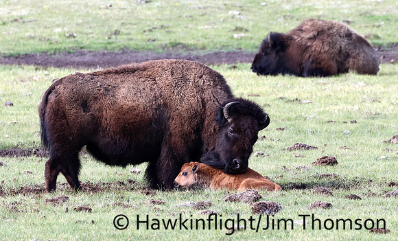 Bison