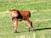 Bison