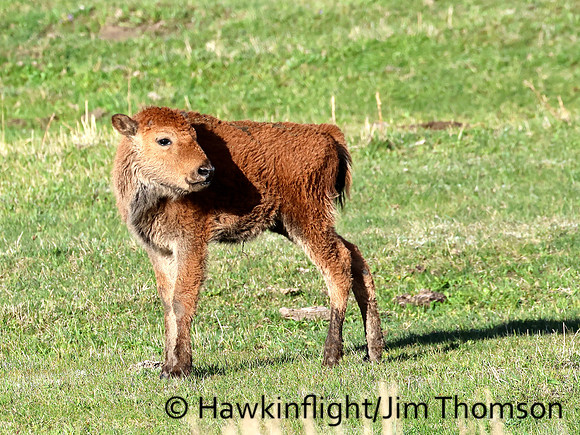 Bison
