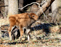 Bison