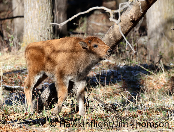 Bison