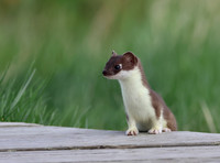 Weasel