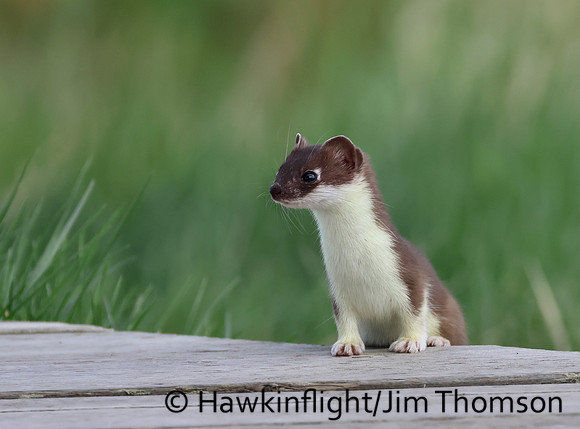 Weasel