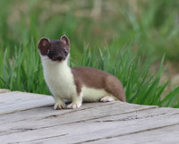 Weasel